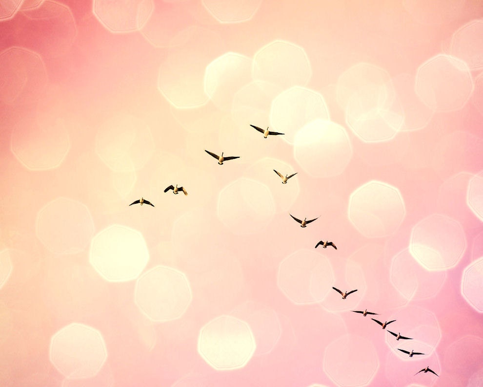 Dreamy bokeh, pastel rose pink, spring, sky, nature photo, home decor wall art - Geese in flight 8 x 10