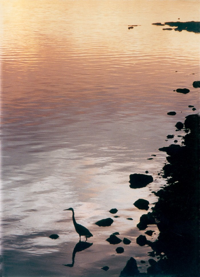 Ocean Blue Heron bathing in pink glow- Kris Tabor photography art