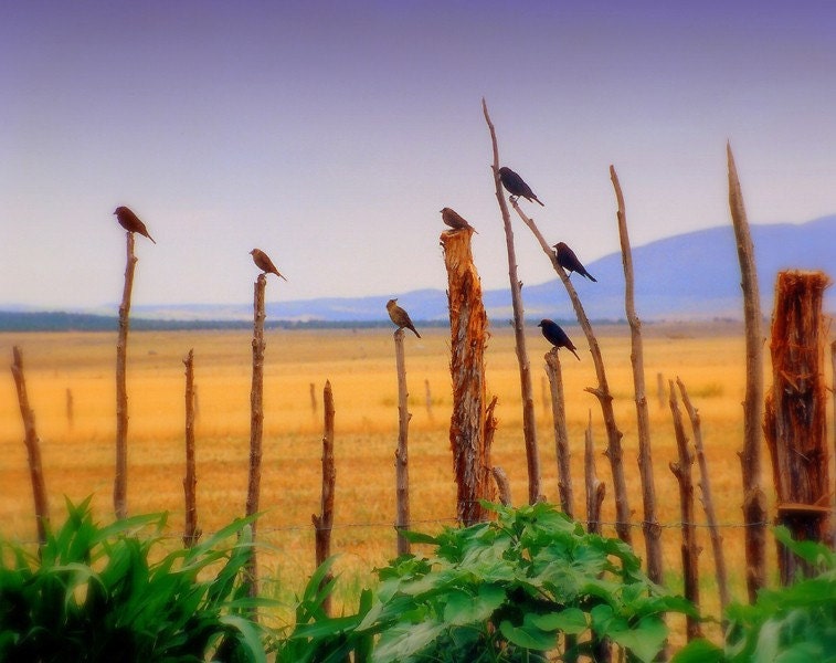 Mission Birds - Kris Tabor photography art print