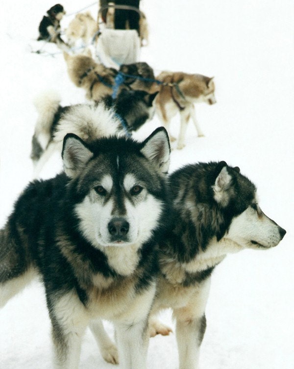 A different kind of Canadian Team- Series of 3 - Kris Tabor photography