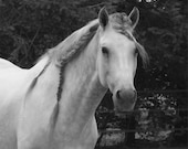 Love of this soft grey white mare - Kris Tabor fine art photography