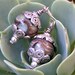 Beautiful Boro Handmade Glass Bead Earrings