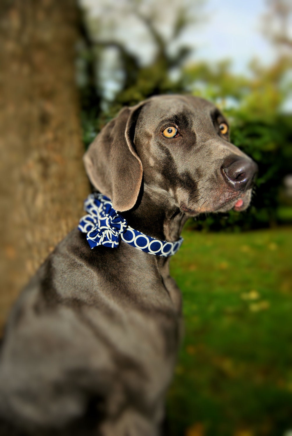 Dog Collar and Flower Set - Mod Dog in Nautical Navy - Made to Order in Your Choice of Size