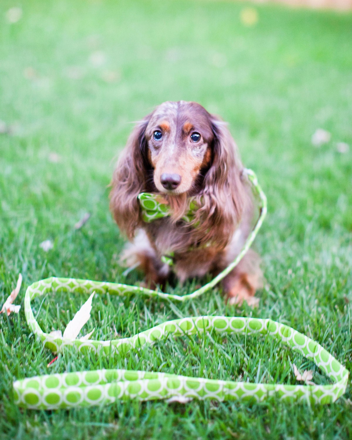 Dog Bow Tie Collar and Leash Set - Any Style in the Shop - Made to Order in Your Choice of Size
