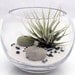 Air plant zen garden terrarium kit with Tillandsia Ionantha, white sand, sea urchin and polished pebble- fish bowl style desktop terrarium