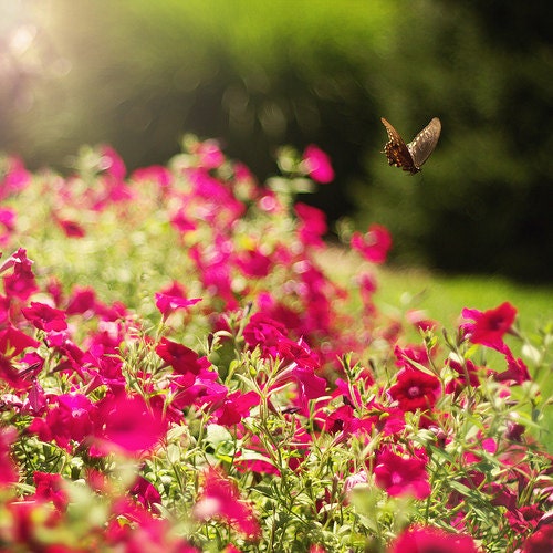 Flutter By - 8x8 Fine Art Photography Print - nature natural glow butterfly pink flowers floral garden bokeh photograph