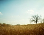 Blue and Gold - 8x12 Fine Art Photography Print - landscape nature natural tree field sky rural silhouette spring fall - riotjane Blue and Gold - 8x12 Fine Art Photography Print - landscape nature natural tree field sky rural silhouette spring fall - riotjane