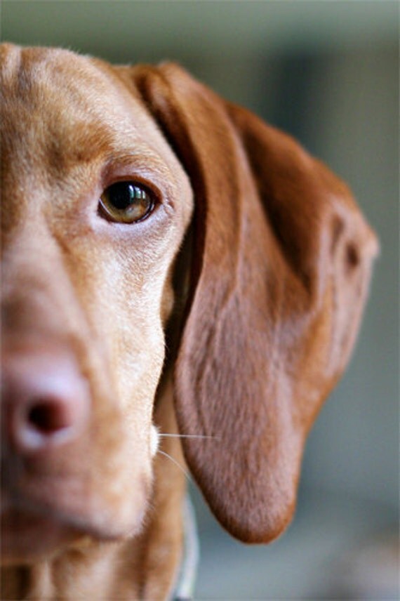 Eye of the Tiger - 8x12 Fine Art Photography Print - portrait dog puppy vizsla pet macro cute adorable love photograph