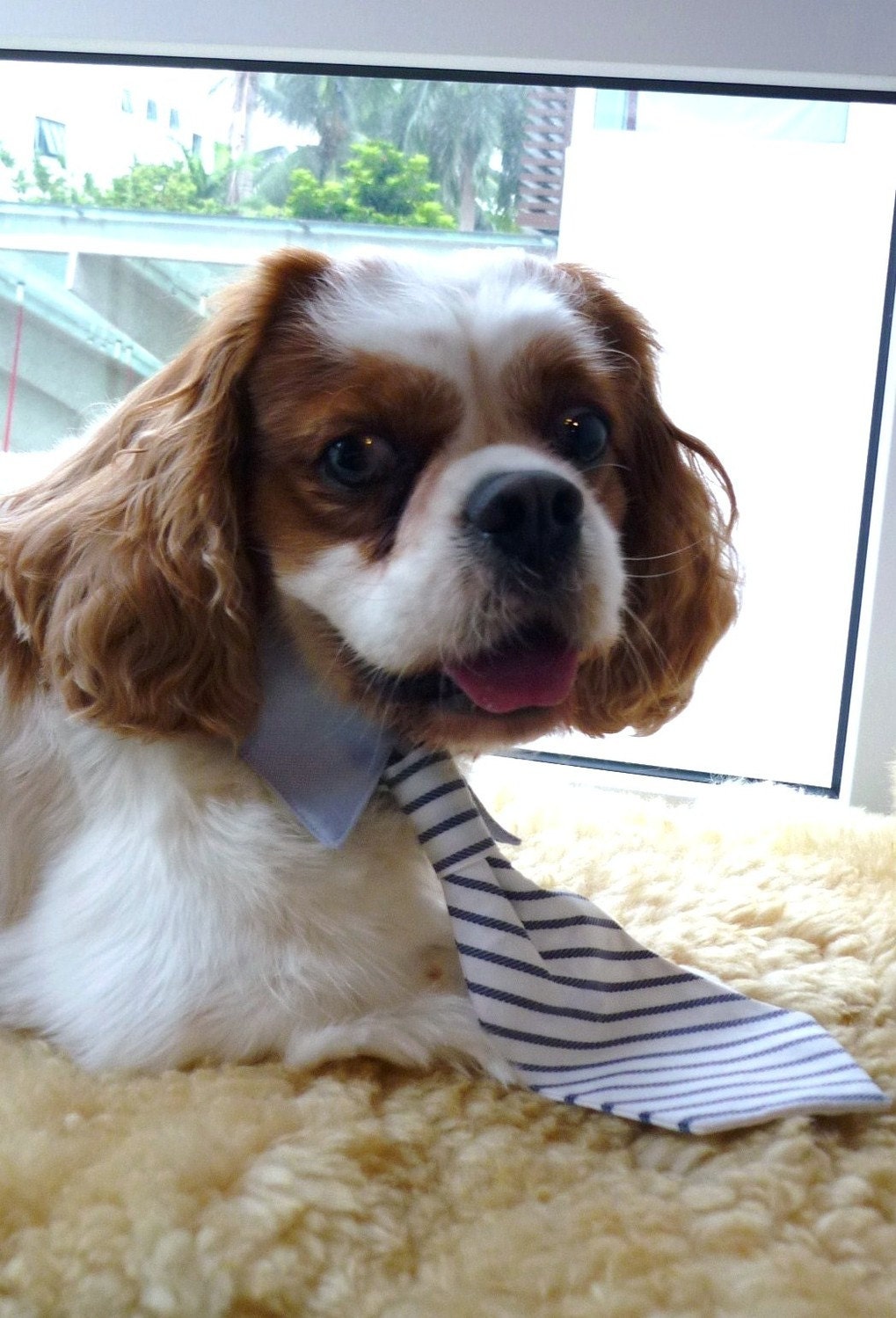 Medium / Small Dog Collar with Dog Bow Tie and Neck Tie - White and Blue Nautical Stripes