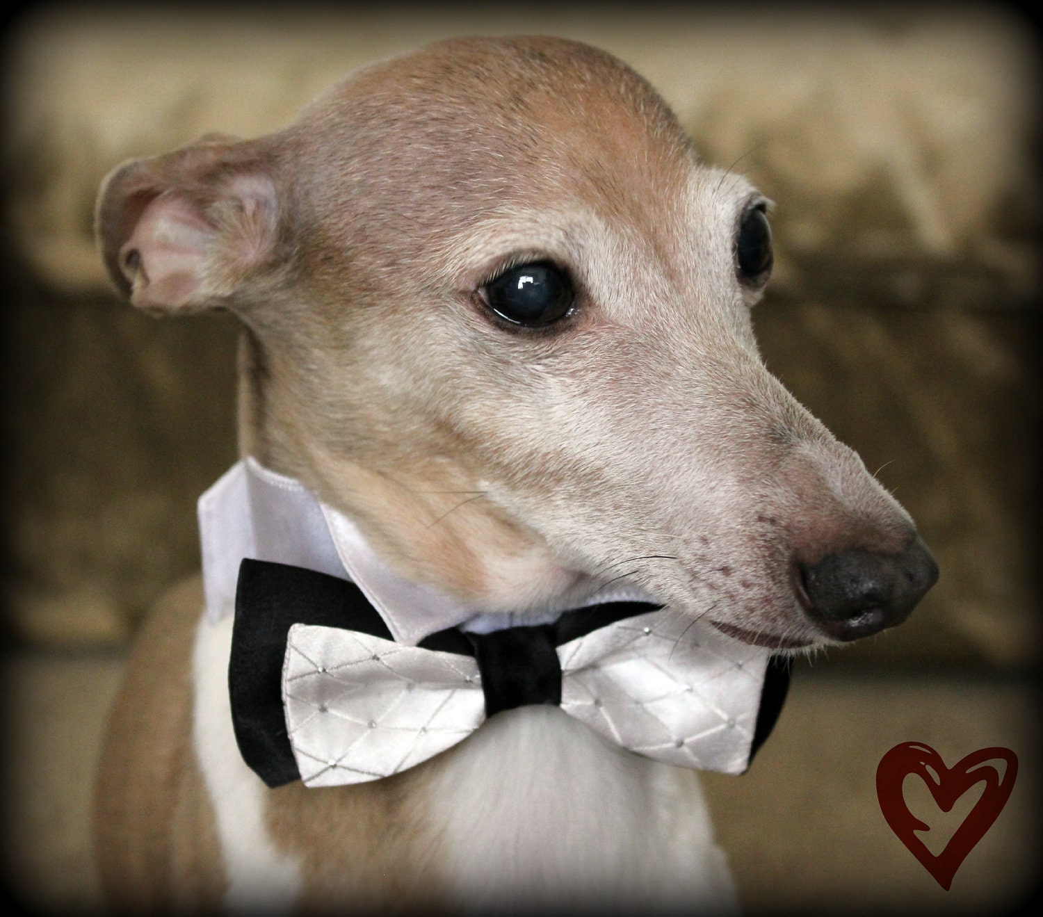 Medium / Small Dog Wedding Collar with Black and White Dog Bow Tie