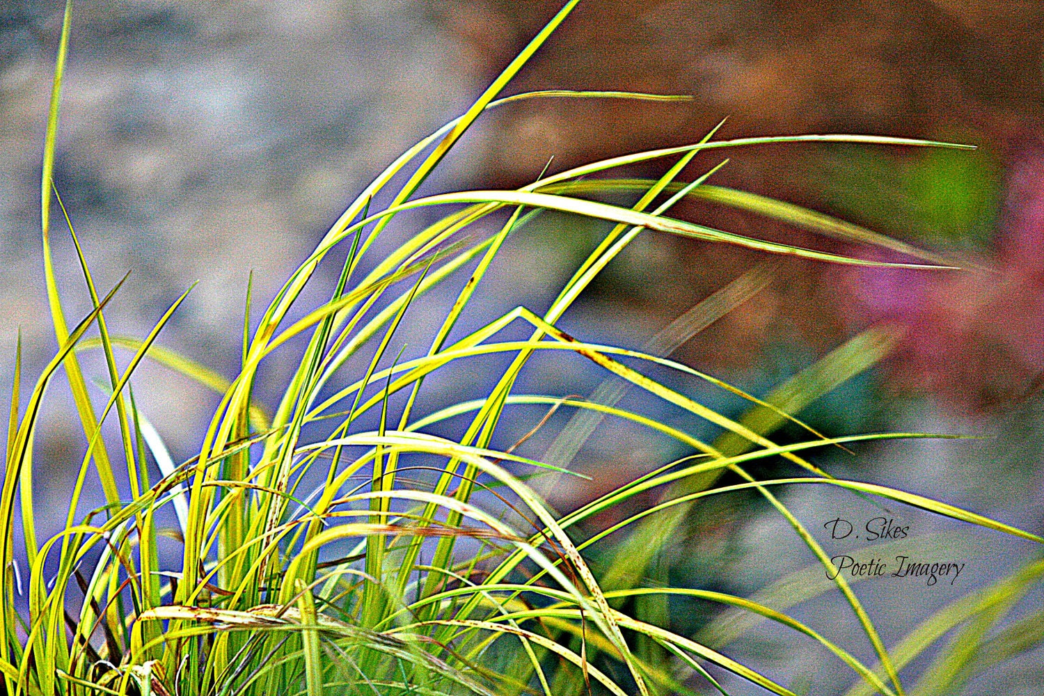 Yellow Grass