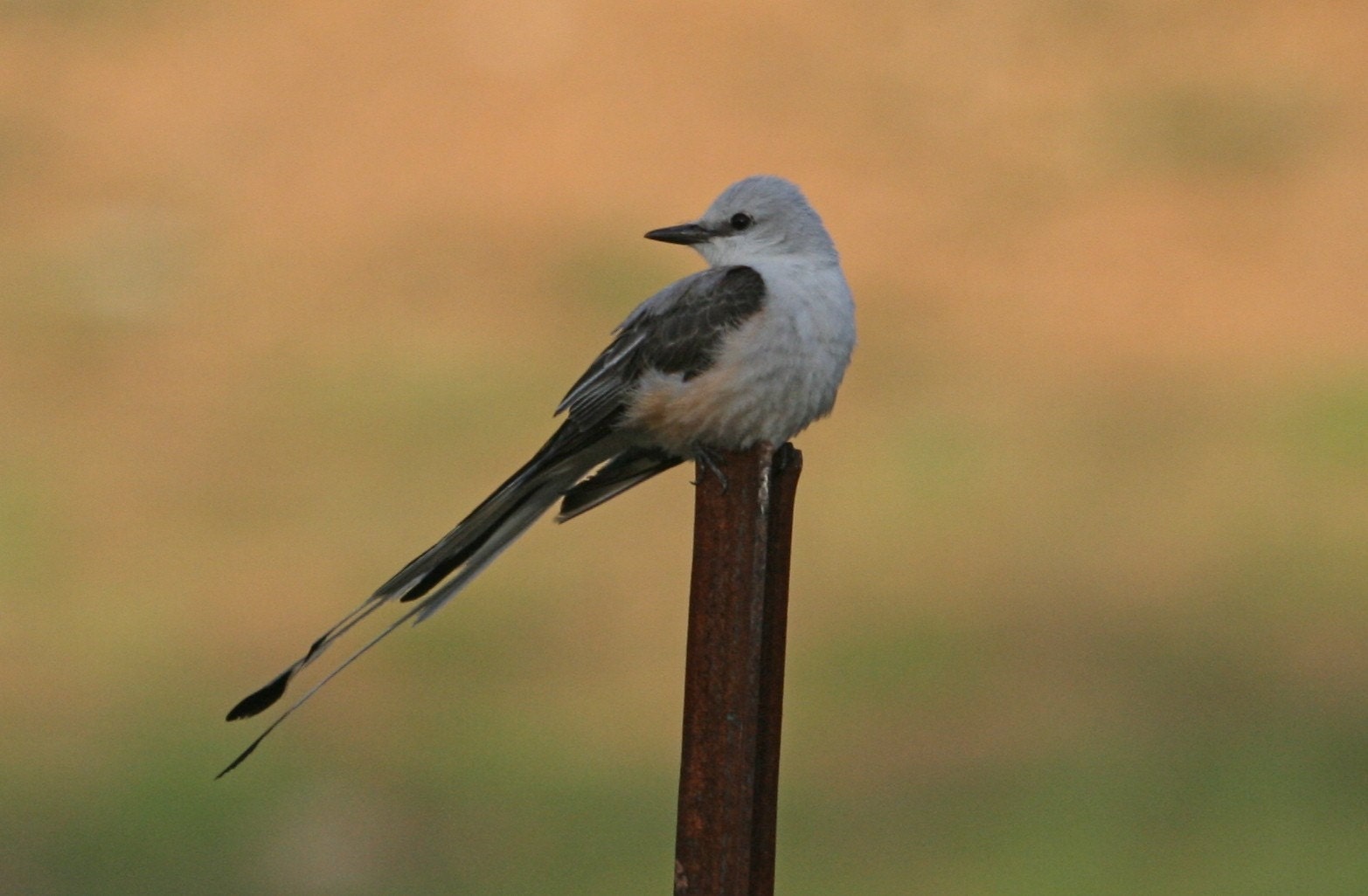 SCISSOR TAILED FLY CATCHER (card)
