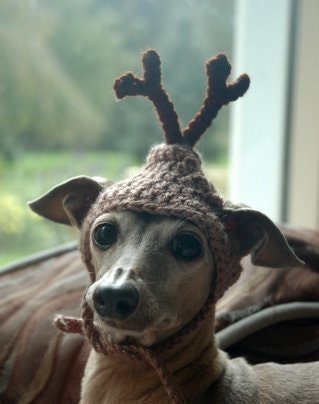 Reserved for Whitney -4 Dog hats - REINDEER - Christmas pet hat - Humorous - 2 to 20 lb pets