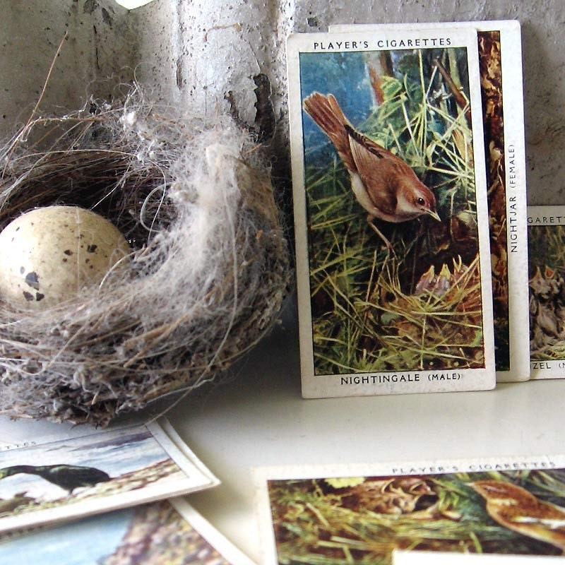 Miniature Illustrations Birds Player Cigarette Cards