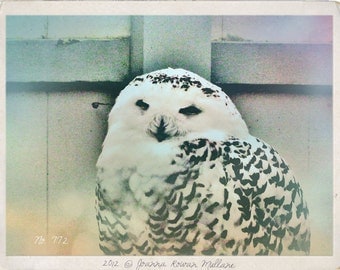 Ethereal Dreamy Snowy Owl Photograph Nature Woodland Print, Sky Blues, Taupe, Moss, 5x7