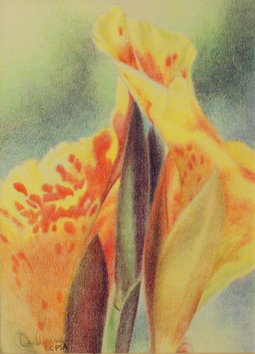 Original colored pencil painting Canna Lily