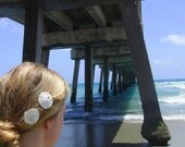 Two small sand dollar barrettes