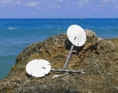 Two small sand dollar bobby pins