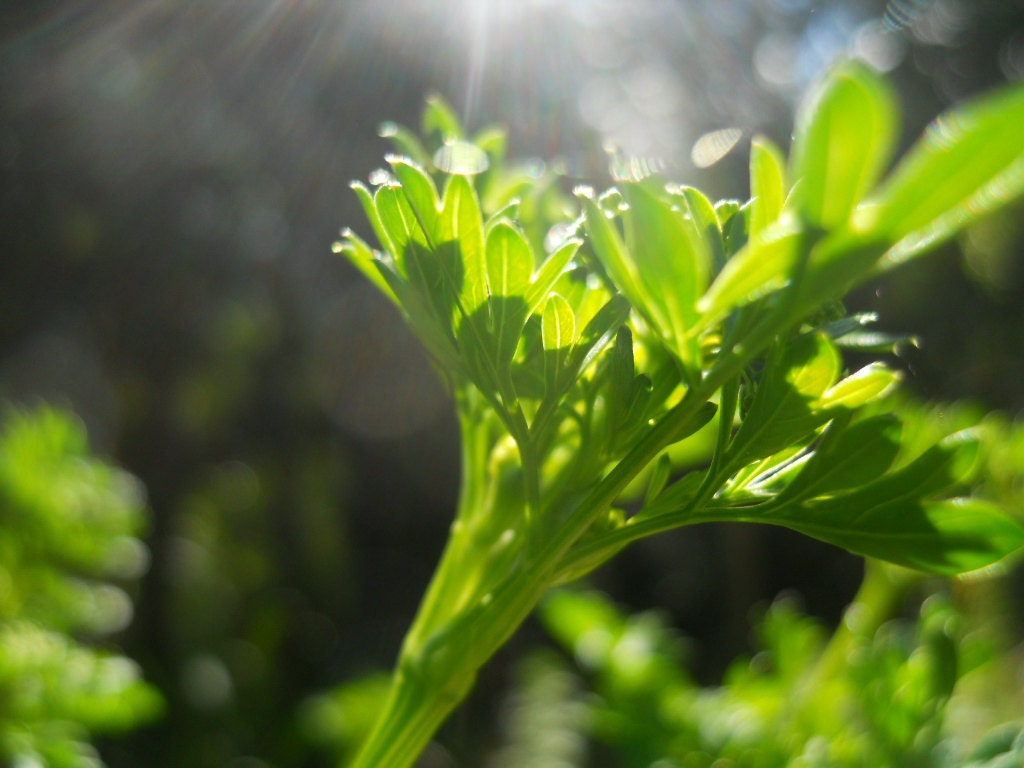 Organic Parsley Seeds- Curled Parsley