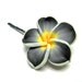Frangipani Plumeria Black Yellow and White Bobby Pin Hair Pin