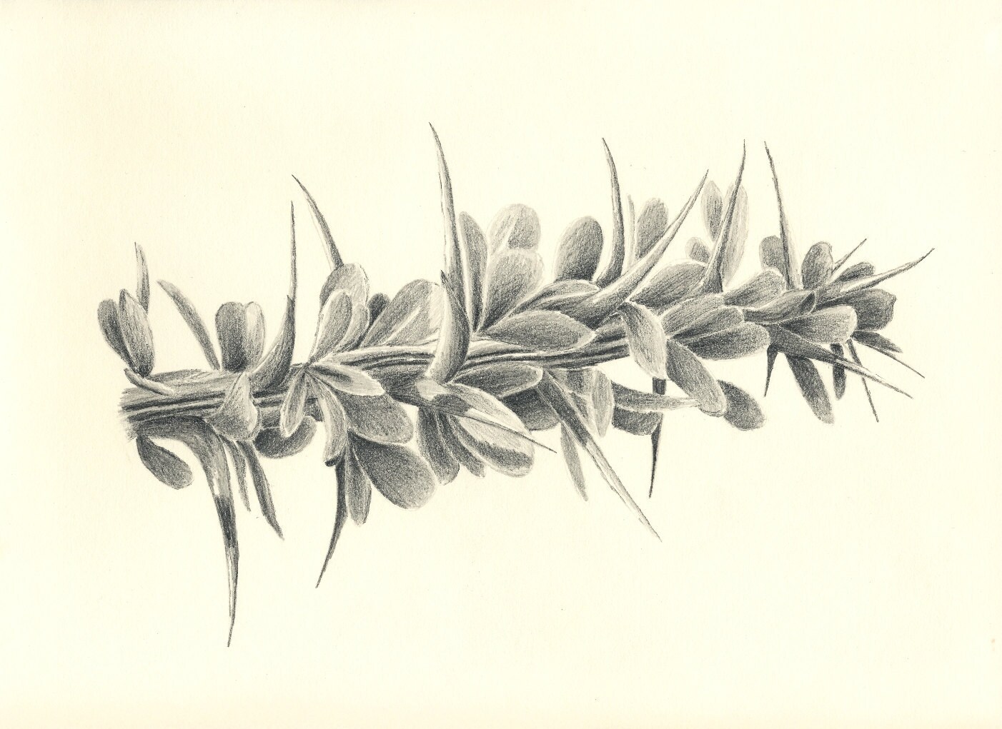 Desert Ocotillo in Leaf Original Pencil Drawing by