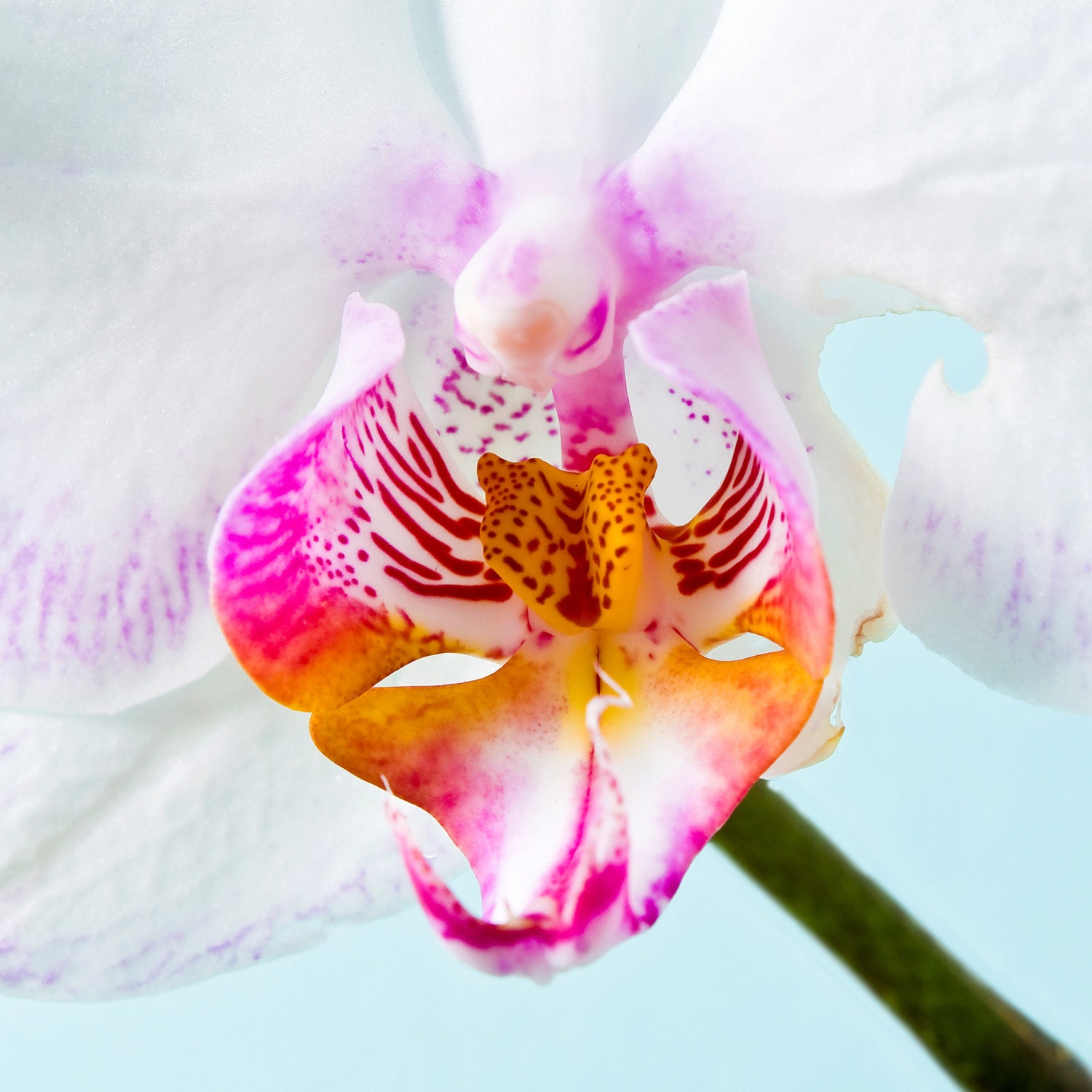 Orchid - Fine Art Photo on 8x8 Bamboo Panel