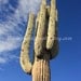 Saguaro Cactus