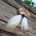 Reserved for Christina - Feather Earrings Barn Owl & hakea seed - handmade by NaturesArtMelbourne - unique Australian