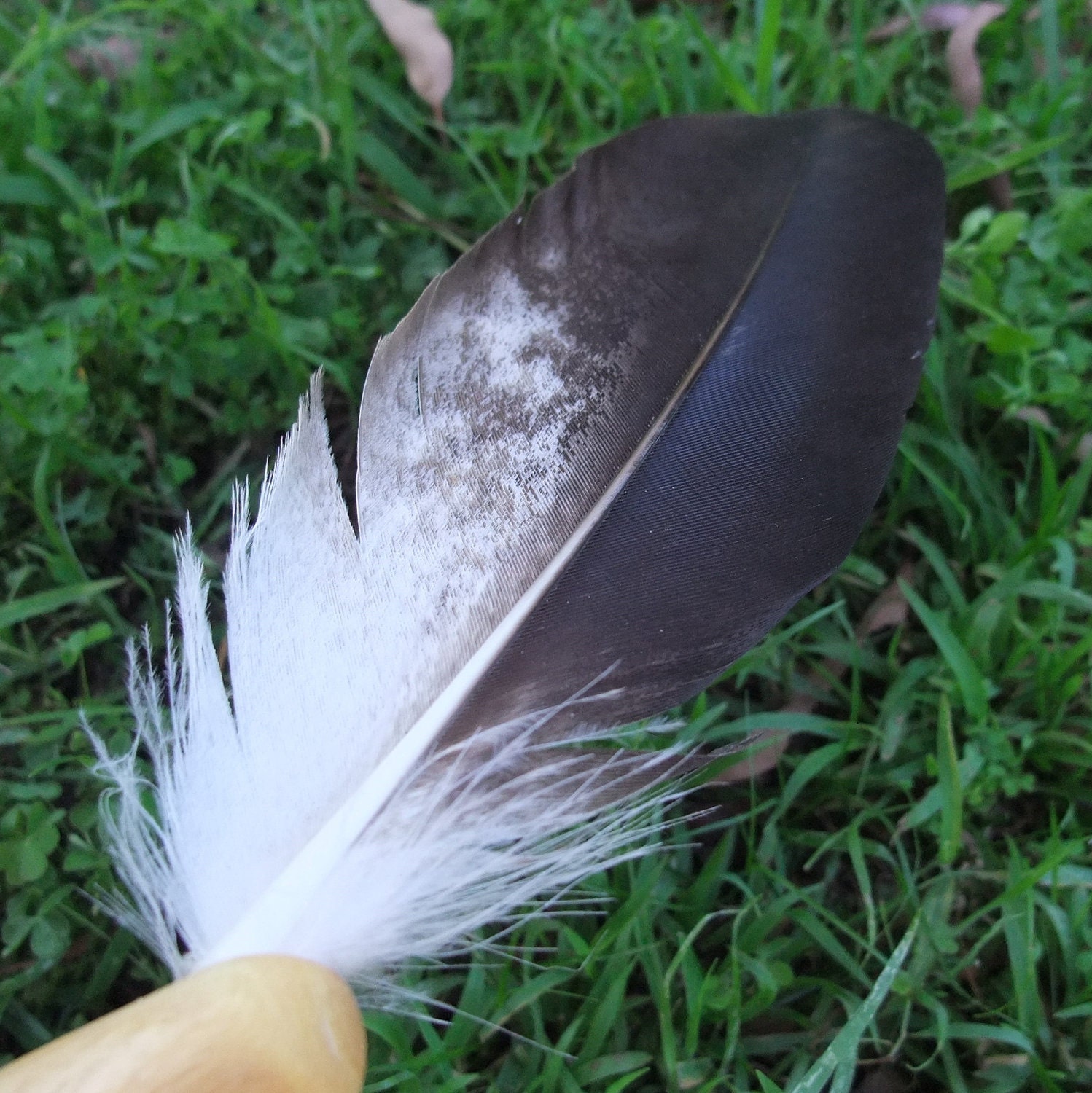Wedge tailed Eagle smudging feathers (340mm 13.4 inch) with snake wood handle