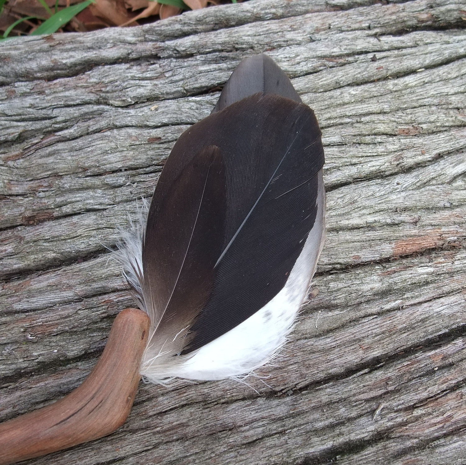 Smudging feathers wedged tailed Eagle - naturally sourced materials handmade in Australia