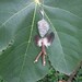 reserved for Dolores - SHE Nature Guardian Angel - natural hanging nature mobile - naturally sourced by NaturesArtMelbourne