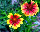 Perfect Pair - Flowers Orange Yellow Green Photography Grass Two Couple Bloom Garden Spring Summer Fine Art Metallic Print - 8x10 Photograph