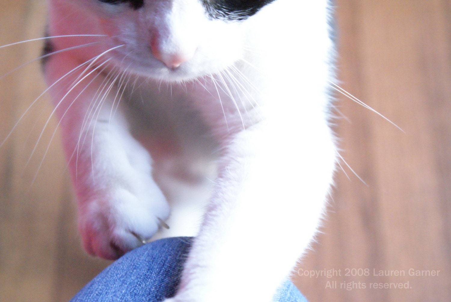 Climb On Up - Cat Kitten Photography White Black Blue Brown Pet Animal Fur Soft Lady Fine Art Print - 8x10 Photograph