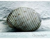 Ultimate Perfection -  fine art photography 8 x 10 - a sea shell specimen print against a white light blue and grey background