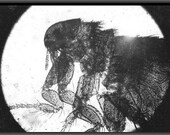 Parasite - microscopic photography print of a dog flea - 70 times enlarged -  8 x 10