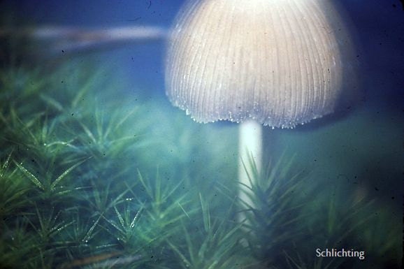 The Silent Dream - fine art photography print 8 x 10 -  portrait of a mushroom in the forest Juergen Schlichting Collection
