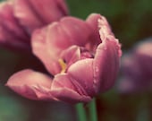 After the Rain 8x12 Nature Photograph - beautiful mauve purple tulips - spring garden print