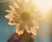 Nature Photography, Catch the Sun 5x7 Print, Sunset Flower in Hand, Fine Art Photo