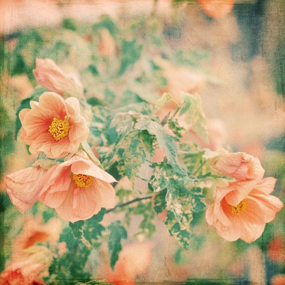 Shabby Chic Photography - Its Love 5x5 Photograph - apricot peach pastel gift for gardener summer garden flower print Under 15 - alicebgardens