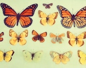 Modern Nature Print - Butterflies 4x6 Photograph - mint green vibrant orange yellow butterfly specimin photo Under10