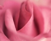Pink Summer Rose Photograph 8x10 macro photography - quiet elegant soft romantic flower print fine art nursery decor
