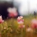 Nature Photography - Pink Clover 8x10 Photograph - pink chartreuse morning light flowers ready to frame home decor