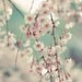 Nature Photo "Nostalgic " 5x5 - mint green cream dreamy spring blossom print - shabby chic decor