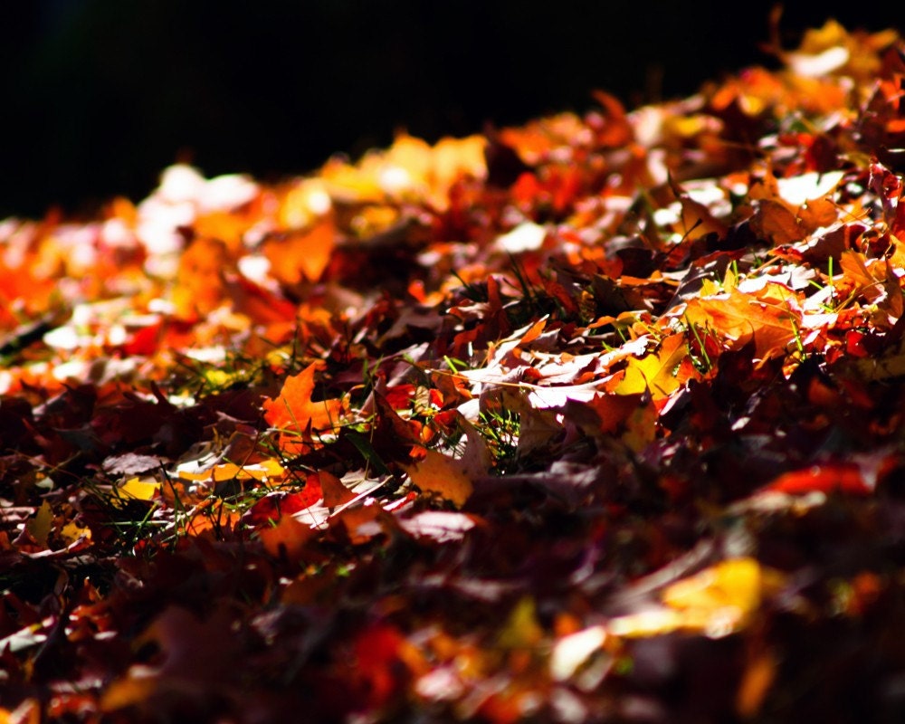 50% OFF Clearance Photograph Rich Hued Autumn Leaves - 8x10