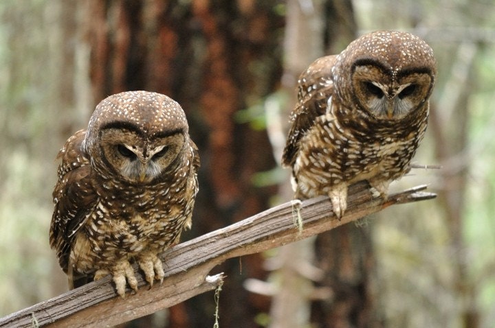 Two Curious - 5x7 Fine Art Photo of Spotted Owls - SimpleAspen