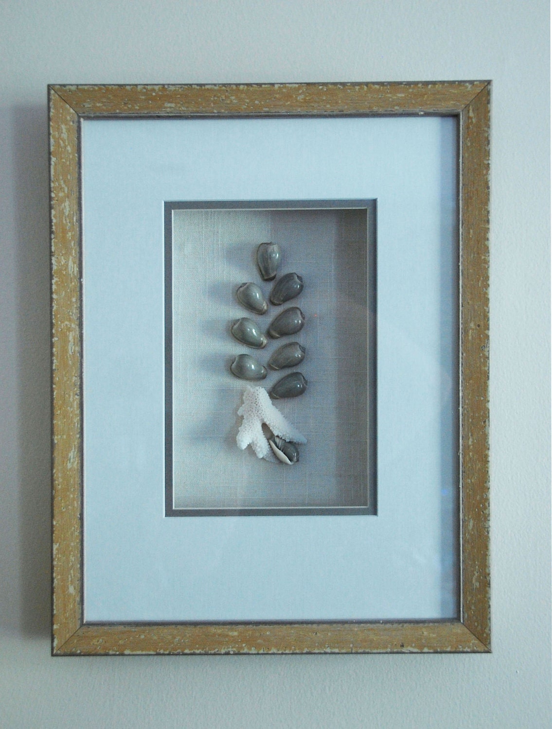 Shell and Coral Shadow Box