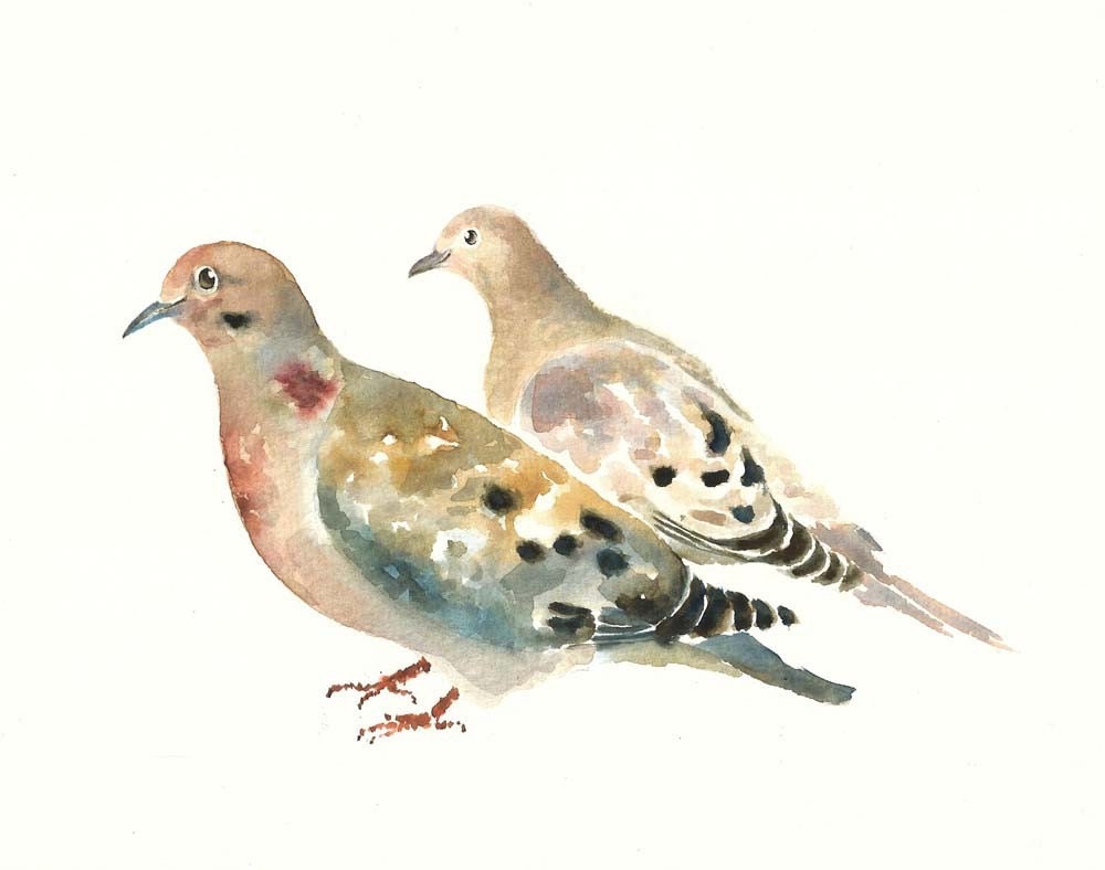 Mourning Doves By Dimdillustration Original Watercolor By Dimdi