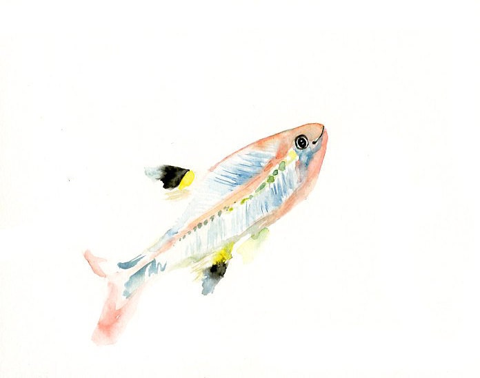 X-RAY FISH by DIMDI Original watercolor painting 10X8inch