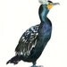 double crested CORMORANT by DIMDI Original watercolor painting 8X10inch