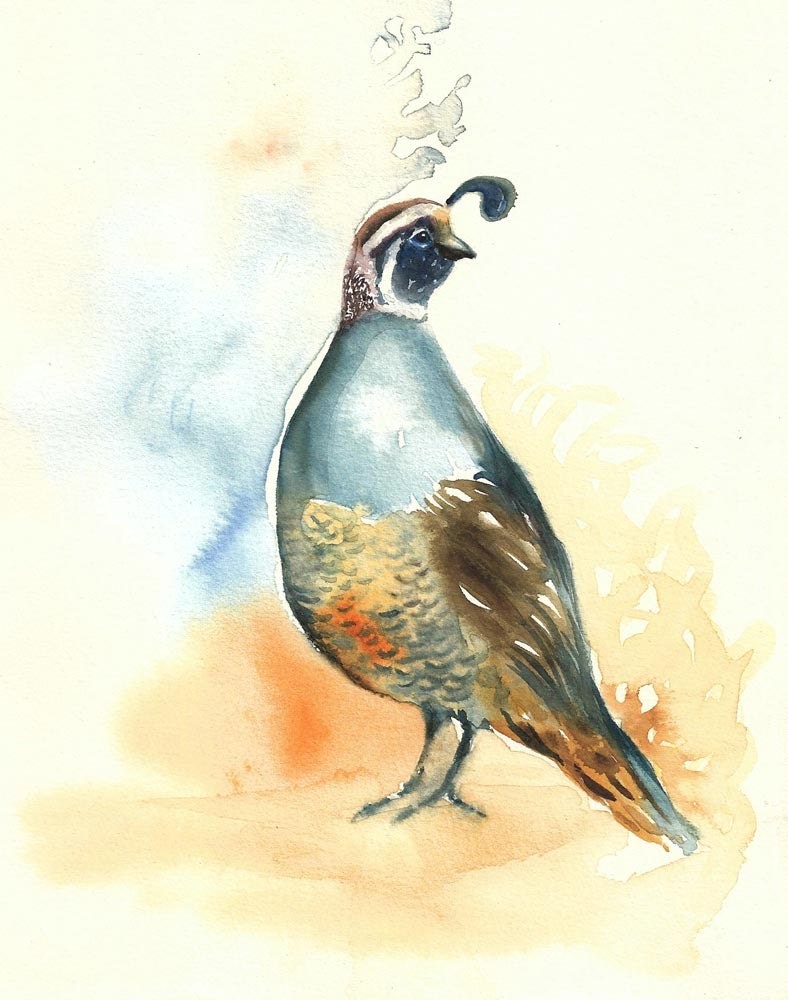 CALIFORNIA QUAIL by DIMDIart Original watercolour by dimdi on Etsy